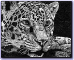 Leopardgal