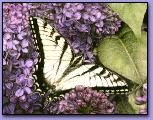 SwallowtailButterflycolorcorrected72dpi